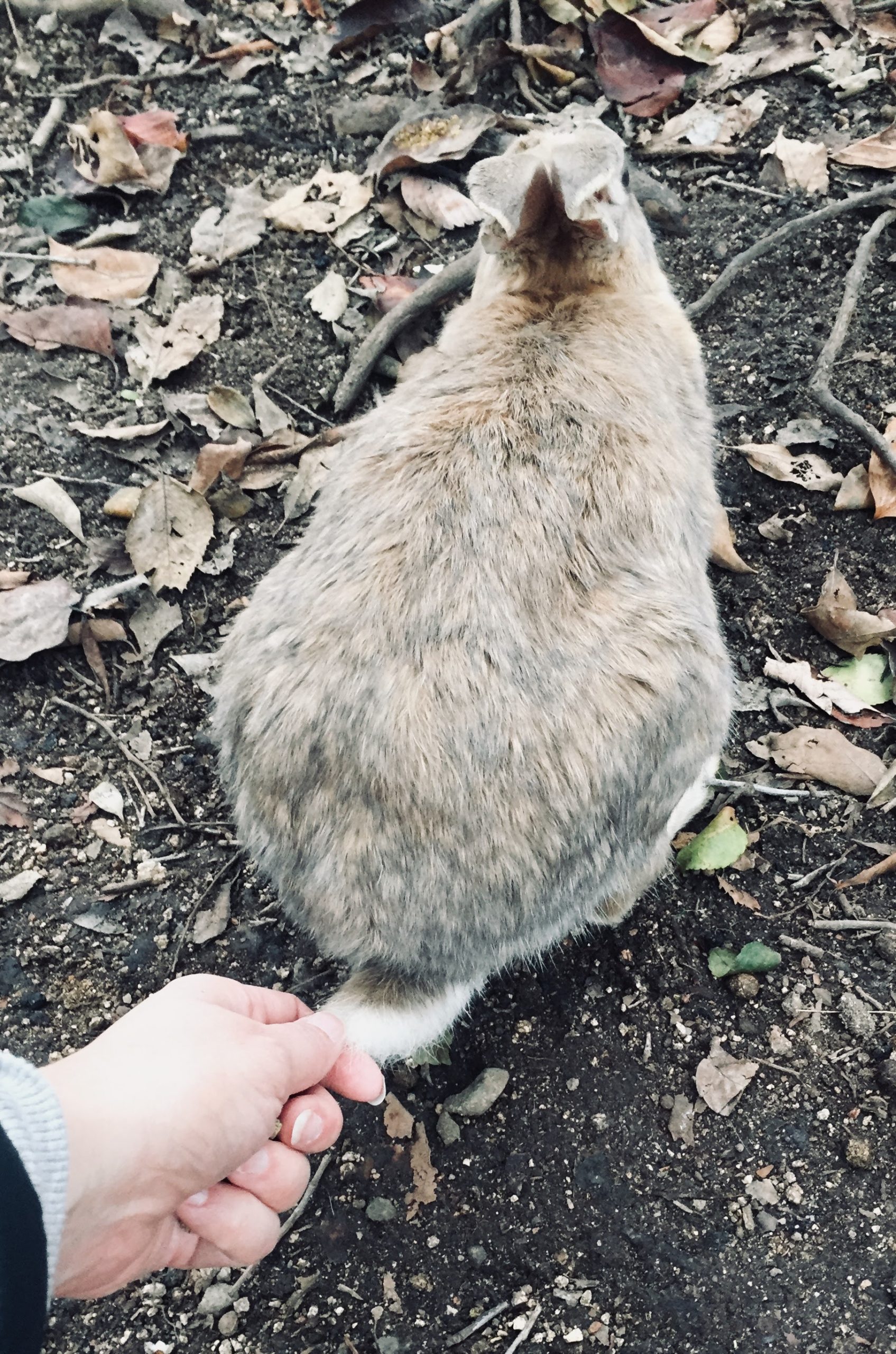 Okunoshima, Japan